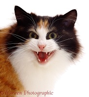 Calico cat meowing loudly