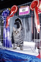 Silver tabby cat at show