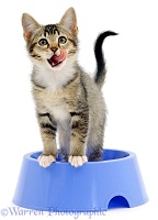 Kitten with tongue out in a bowl