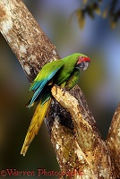 Buffon's Macaw in a tree