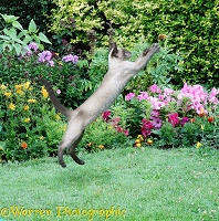 Leaping Siamese cat in garden