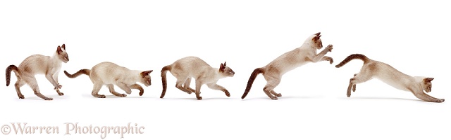 Siamese cat bounding multiple image