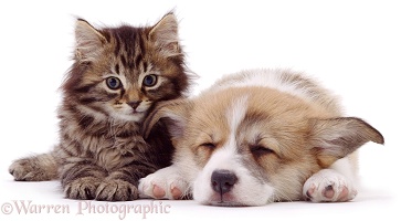 Corgi puppy and kitten