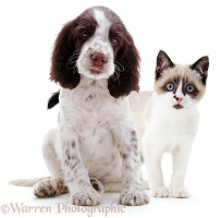 Springer Spaniel pup and Snowshoe kitten
