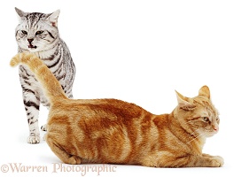 Silver tabby cat flehming with ginger cat