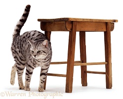 Silver tabby cat rubbing against stool