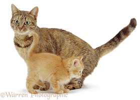 Mother cat with ginger kitten