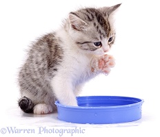 Kitten with water in a bowl