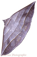 Leafy Moth
