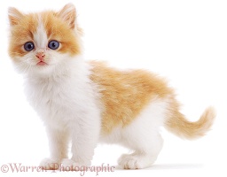 Blue-eyed ginger-and-white kitten