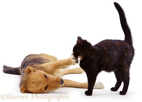 Dog pawing a cat's face