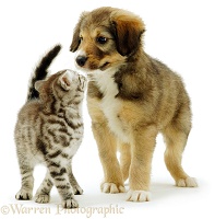 Kitten and puppy playing