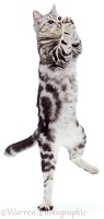Dancing silver tabby cat