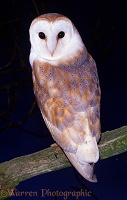 Barn Owl on a branch