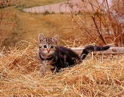 Tabby kitten on hay set