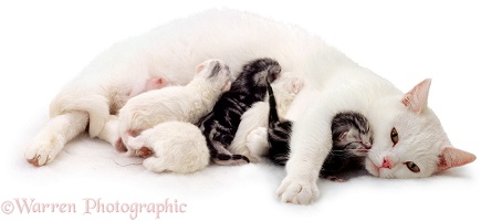 White mother cat and kittens