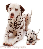 Dalmatian father and pup