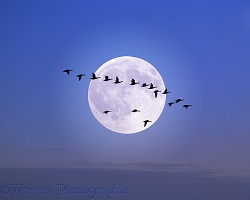 Geese flying past the moon