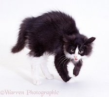 Black-and-white cat with arched back
