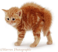 Fluffy ginger kitten with arched back