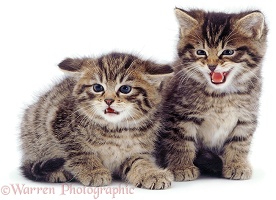 Two fluffy tabby kittens
