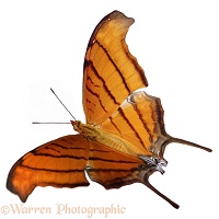 Ruddy Daggerwing butterfly