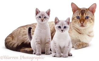 Bengal cat and kittens