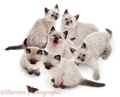 Six Colourpoint kittens in a group