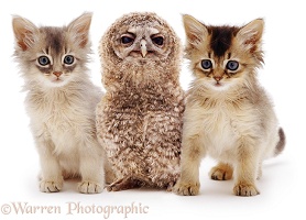 Baby Tawny Owl and Somali kittens