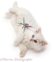 White cat looking up at flying mantis