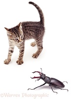 Kitten startled by large stag beetle