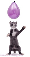 Kitten reaching up at a balloon
