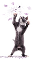 Kitten reaching up and exploding a balloon