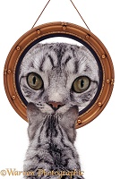 Cat looking at round mirror