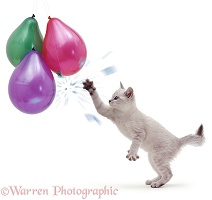 Cat reaching and bursting a balloon