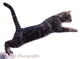 Tabby Cat leaping (series No 1)