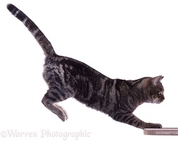 Tabby Cat leaping (series No 3)