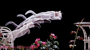 White cat leaping, 4 images