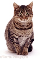 Striped tabby female cat