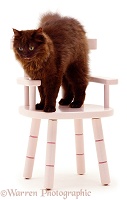 Chocolate cat on pink chair