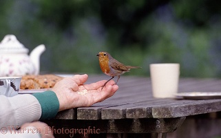 Robin feeding from hand