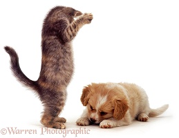Kitten and puppy playing