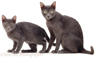 Korat cat and kitten