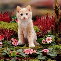 Pale ginger kitten with pink primroses