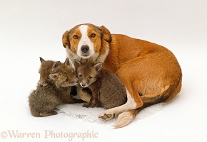 Border Collie with fostered fox cubs