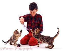 Boy playing with kittens and toy