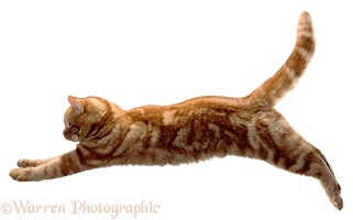 Ginger cat leaping