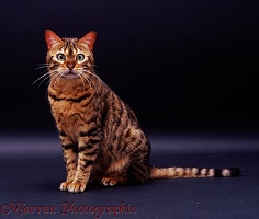 Brown spotted Bengal cat sitting on grey background