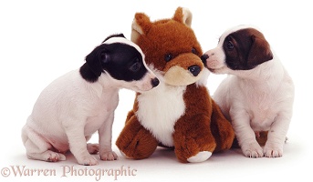 Jack Russell pups with toy fox