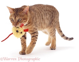 Bengal cat with toy mouse